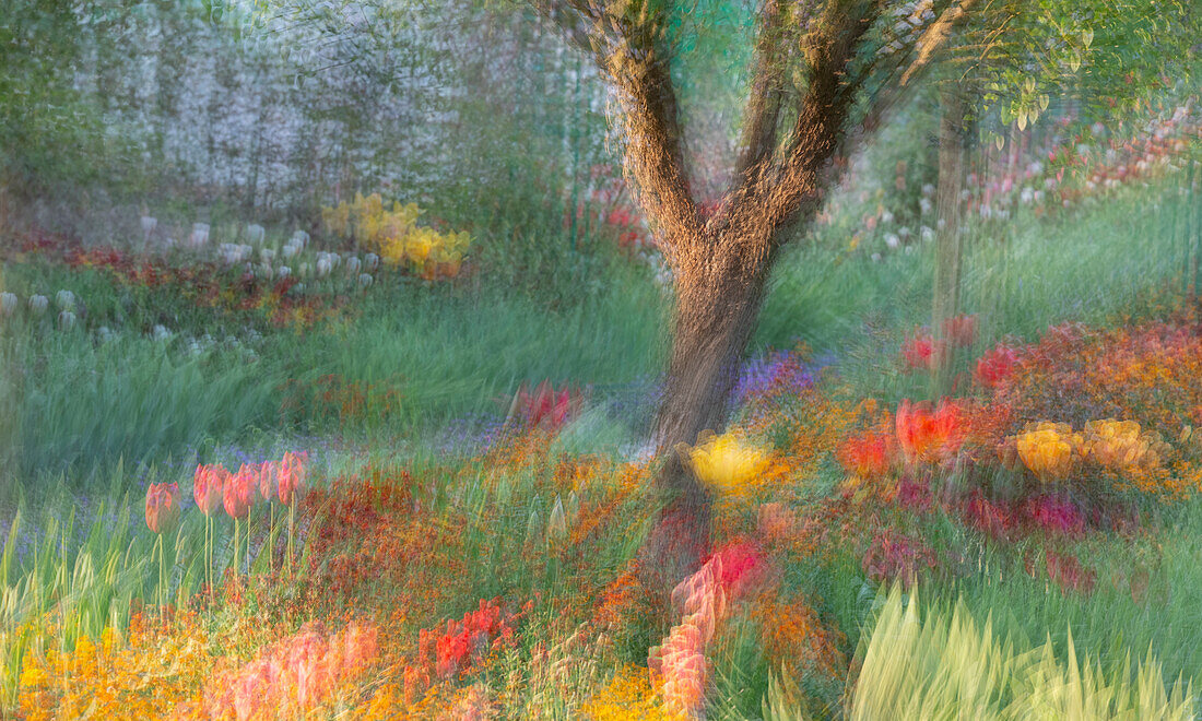 France, Giverny. Impression of flowers in Monet's Garden