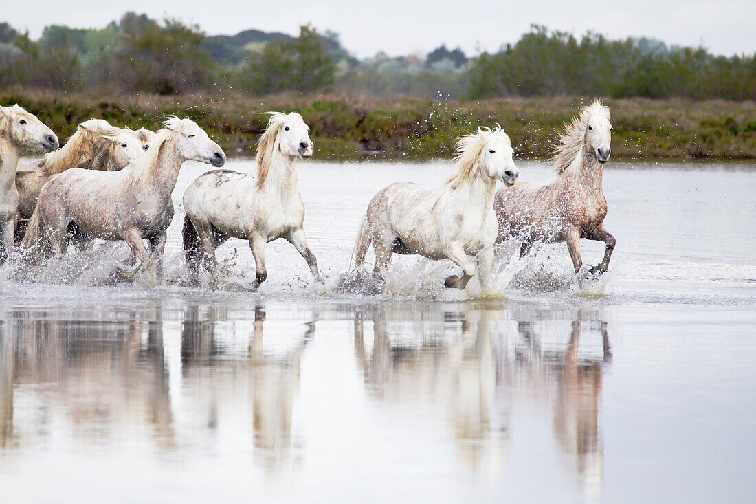 Frankreich, Die Camargue, Saintes-Maries-de-la-Mer, Camargue-Pferde, Equus ferus caballus camarguensis. Gruppe von Camargue-Pferden, die durch Wasser laufen, mit Spiegelungen.