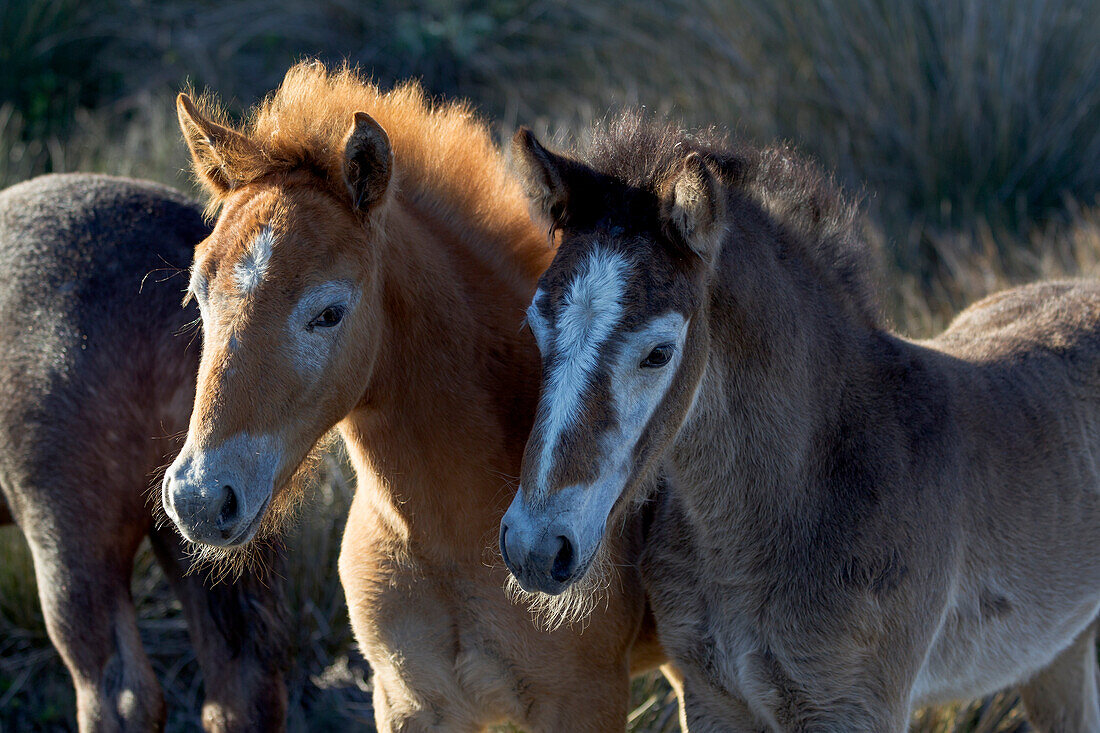 Frankreich, Die Camargue, Saintes-Maries-de-la-Mer, Camargue-Pferdefohlen, Equus ferus caballus camarguensis. Porträt eines jungen Camargue-Pferdes, das dunkel geboren wird, aber mit zunehmendem Alter weiß wird.