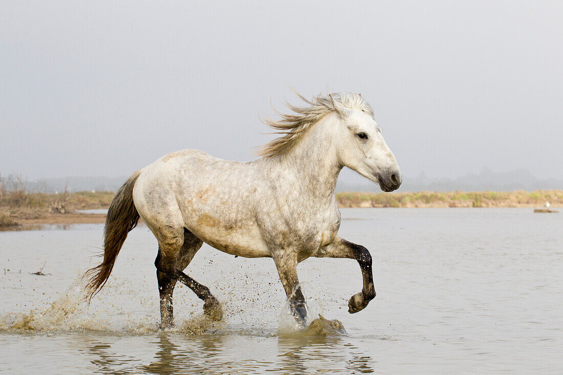 Frankreich, Die Camargue, Saintes-Maries-de-la-Mer, Camargue-Pferd, Equus ferus caballus camarguensis. Camargue-Pferd läuft im Wasser.