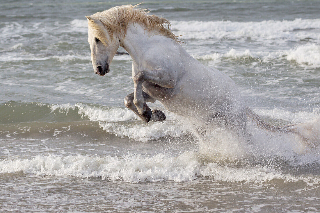 Frankreich, Die Camargue, Saintes-Maries-de-la-Mer. Camargue-Pferd in der Brandung des Mittelmeers.