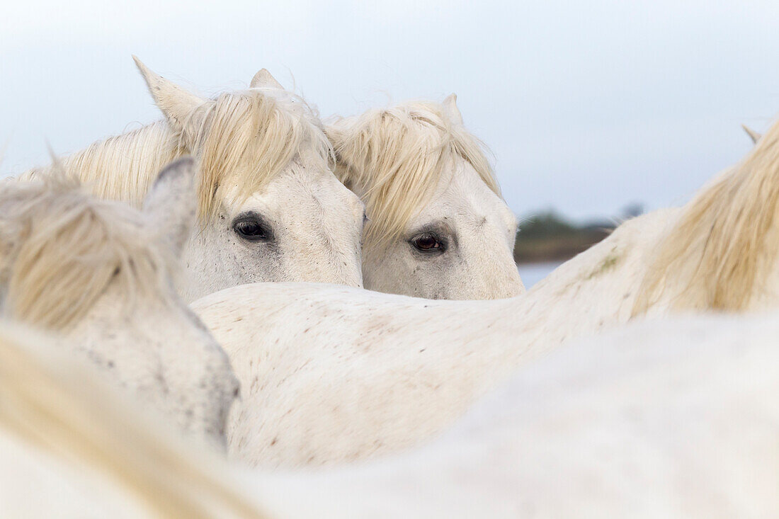 Frankreich, Die Camargue, Saintes-Maries-de-la-Mer, Camargue-Pferde, Equus ferus caballus camarguensis. Zwei Camargue-Pferde schauen über die Rücken mehrerer anderer.