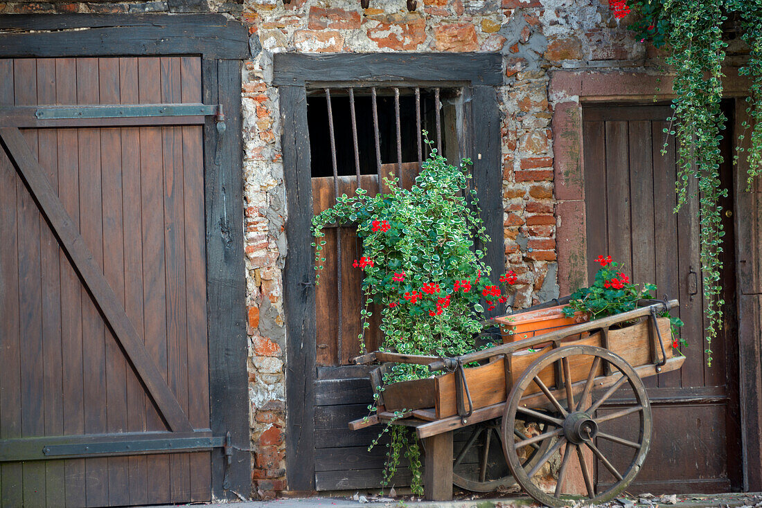France, Alsace, Colmar. Rustic wooden wagon in front of brick building draped with plants.