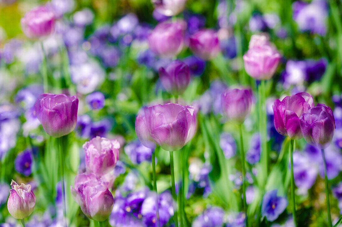 Tulips at Claude Monet house and gardens, Giverny, France