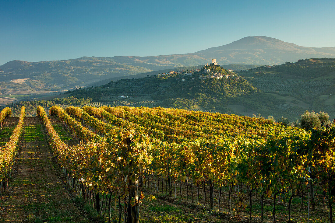 Evening view over vineyards to Rocca d'Orcia, Tuscany, Italy