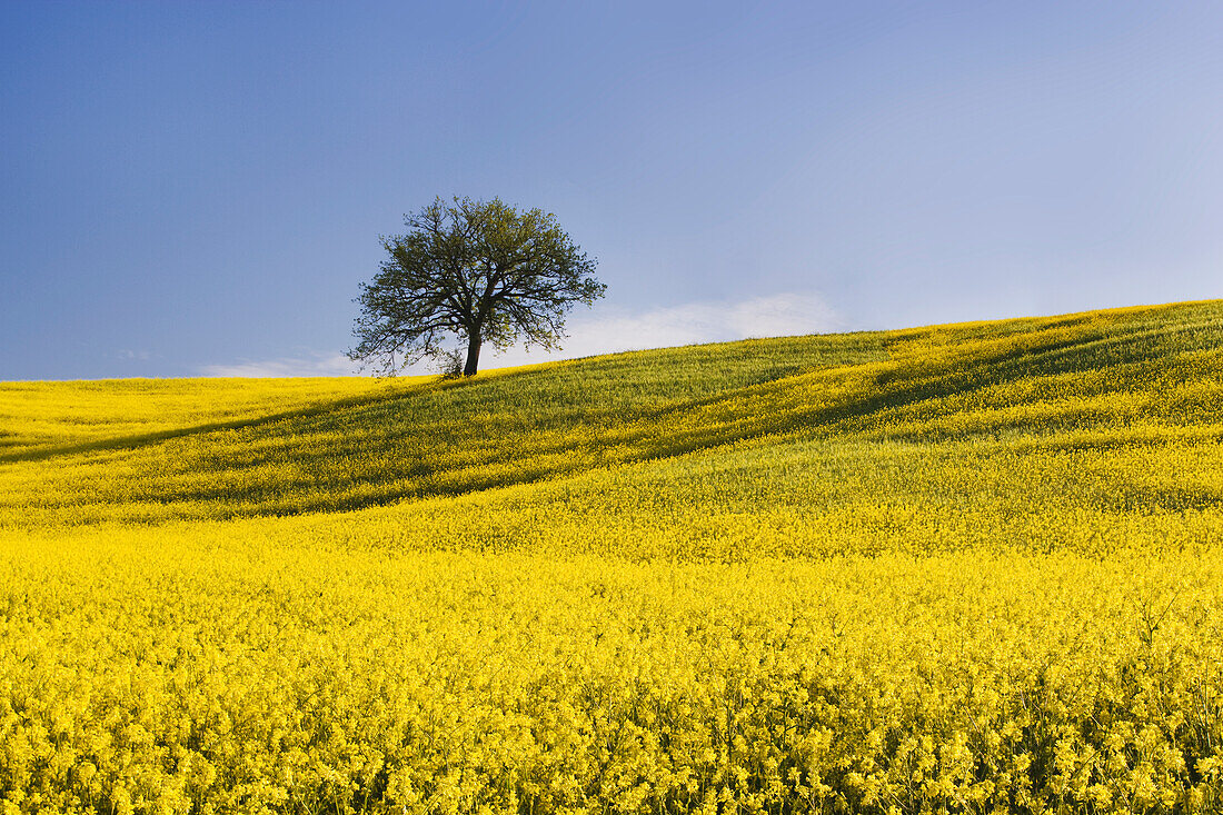 Italy, Tuscany. Lone oak tree on flower-covered hillside