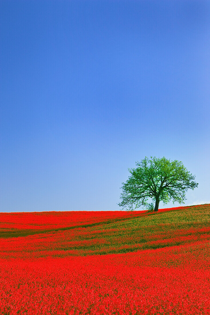 Italy, Tuscany. Abstract of oak tree on red flower-covered hillside