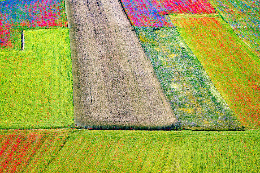 Italien, Castelluccio. Luftaufnahme eines Feldes mit Blumenmustern