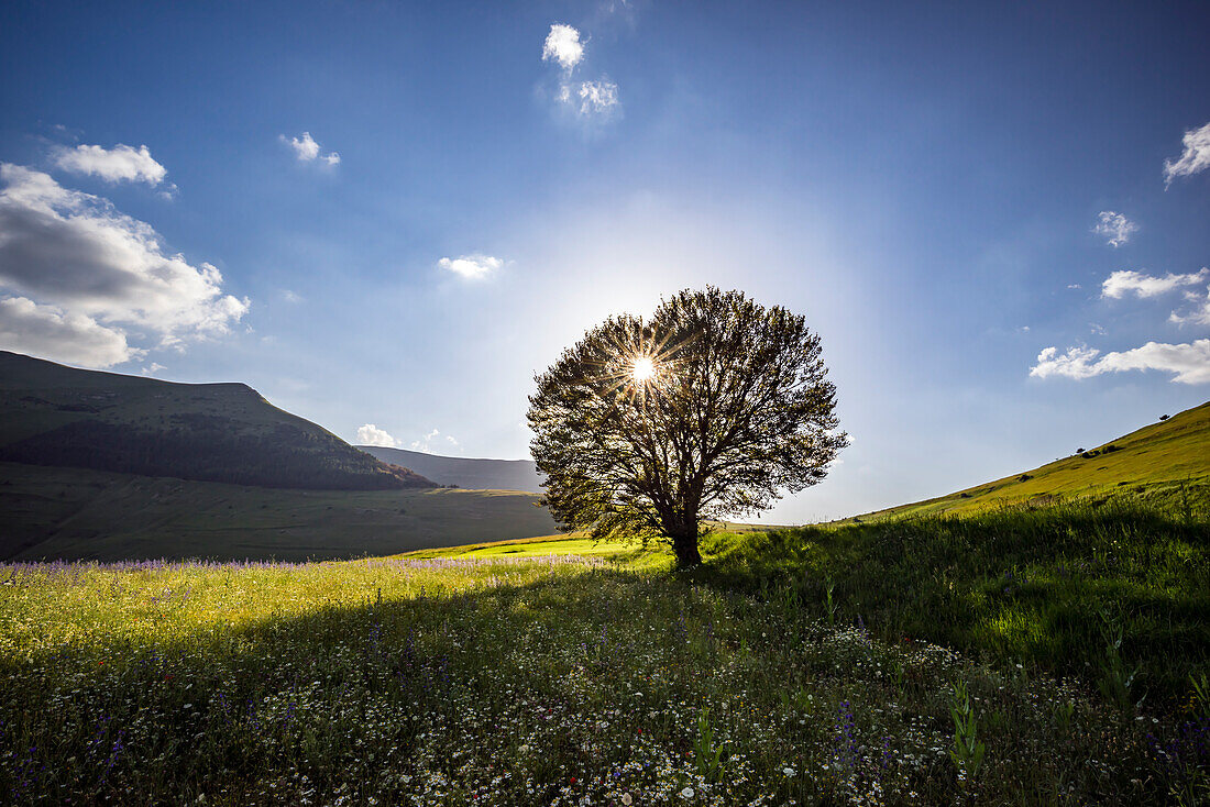 Italy, Castelluccio, Piano Grande. Backlit tree at sunset