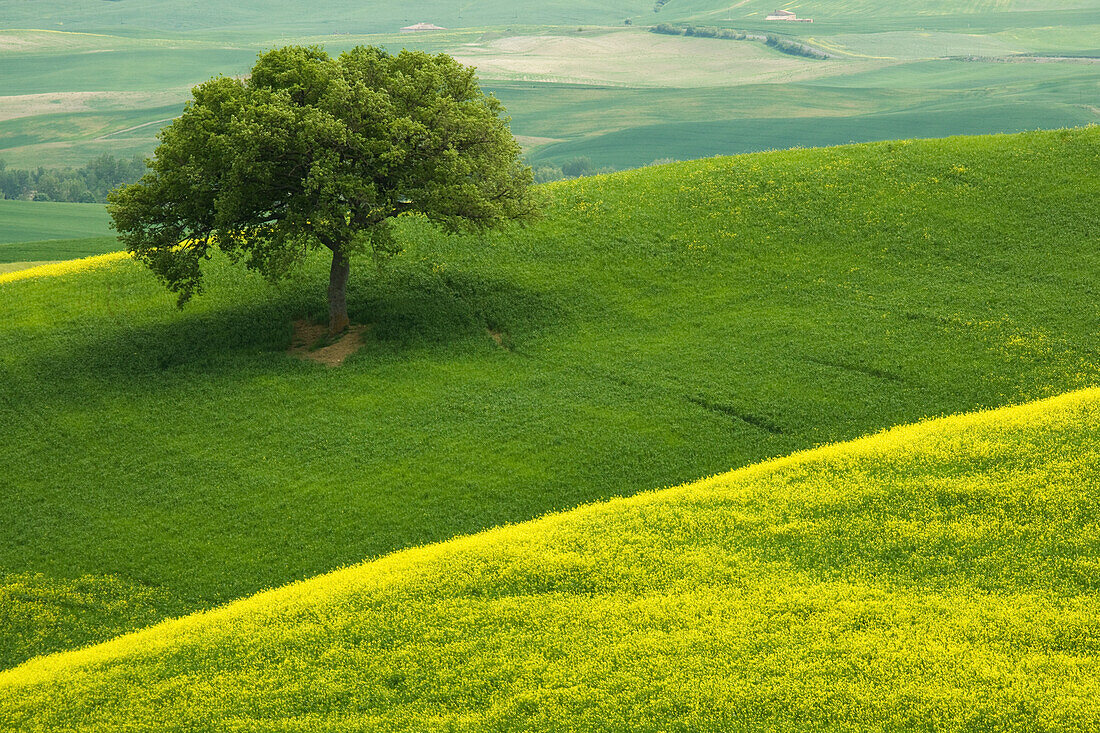 Europe, Italy, Tuscany. Hilly landscape