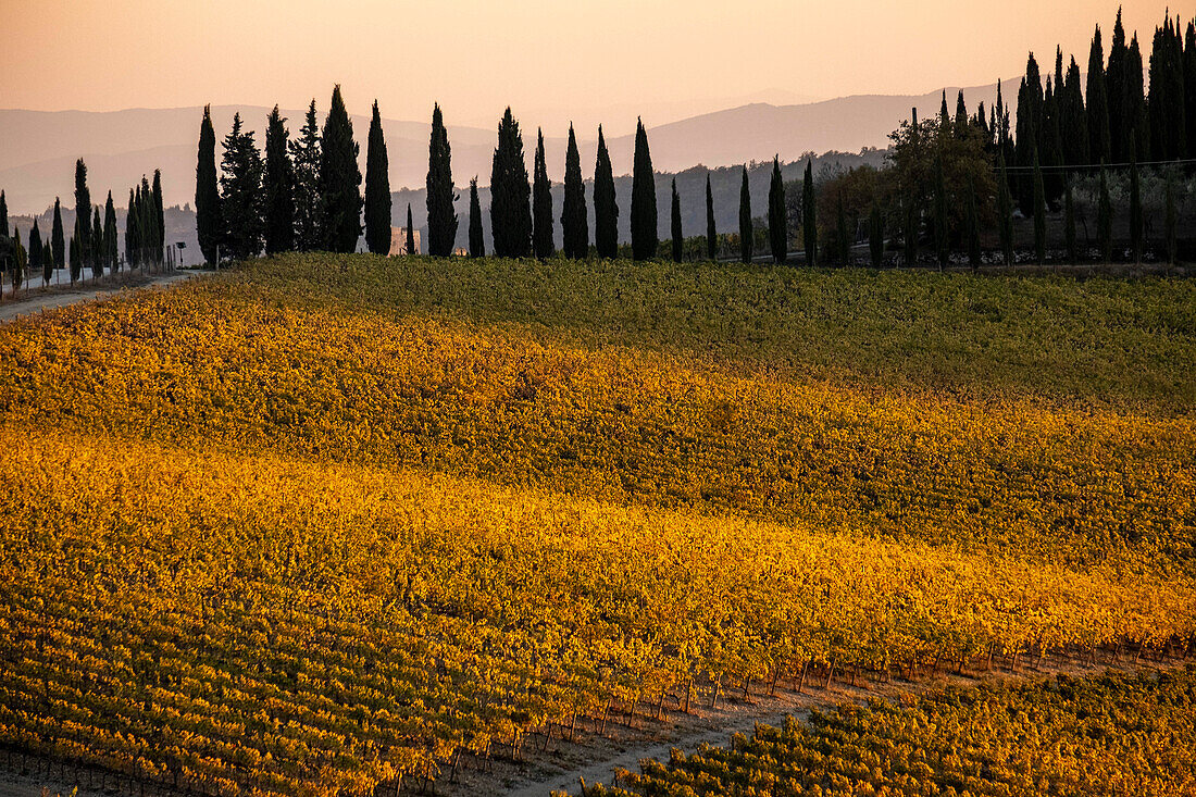 Italy, Tuscany, vineyard, late light