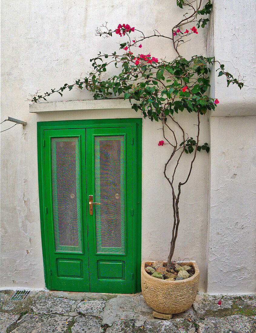 Italien, Apulien, Brindisi, Itria-Tal, Ostuni. Grünes Portal mit blühenden Topfpflanzen in der Straße der Altstadt von Ostuni.