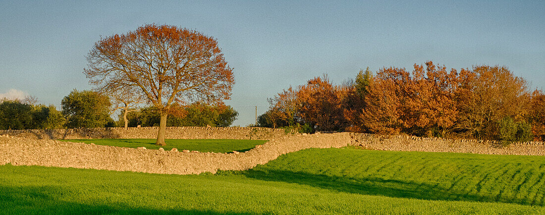 Italien, Alberobello. Typisches Ackerland mit Steinmauern.