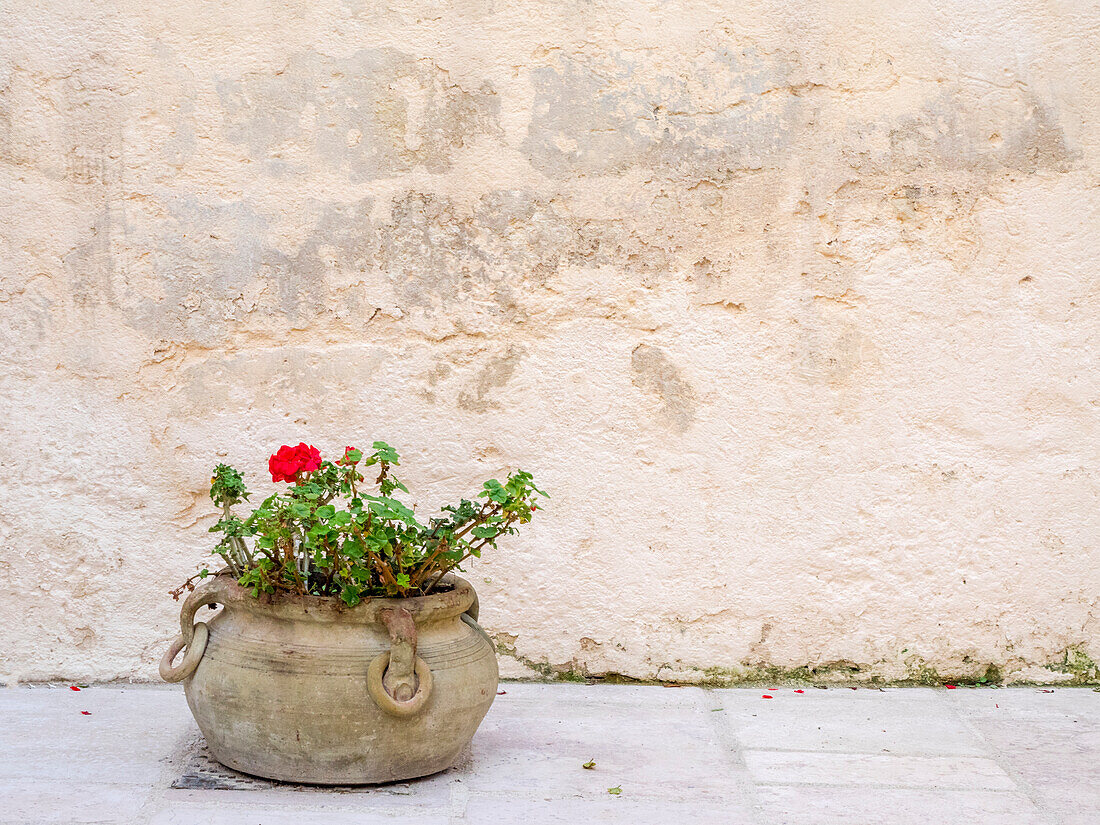 Italy, Basilicata, Matera. Potted plants outside the Sassi houses.