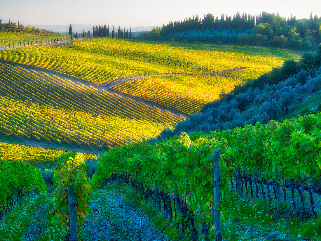 Europa, Italien, Chianti. Weinberg im Herbst in der Region Chianti in der Toskana.