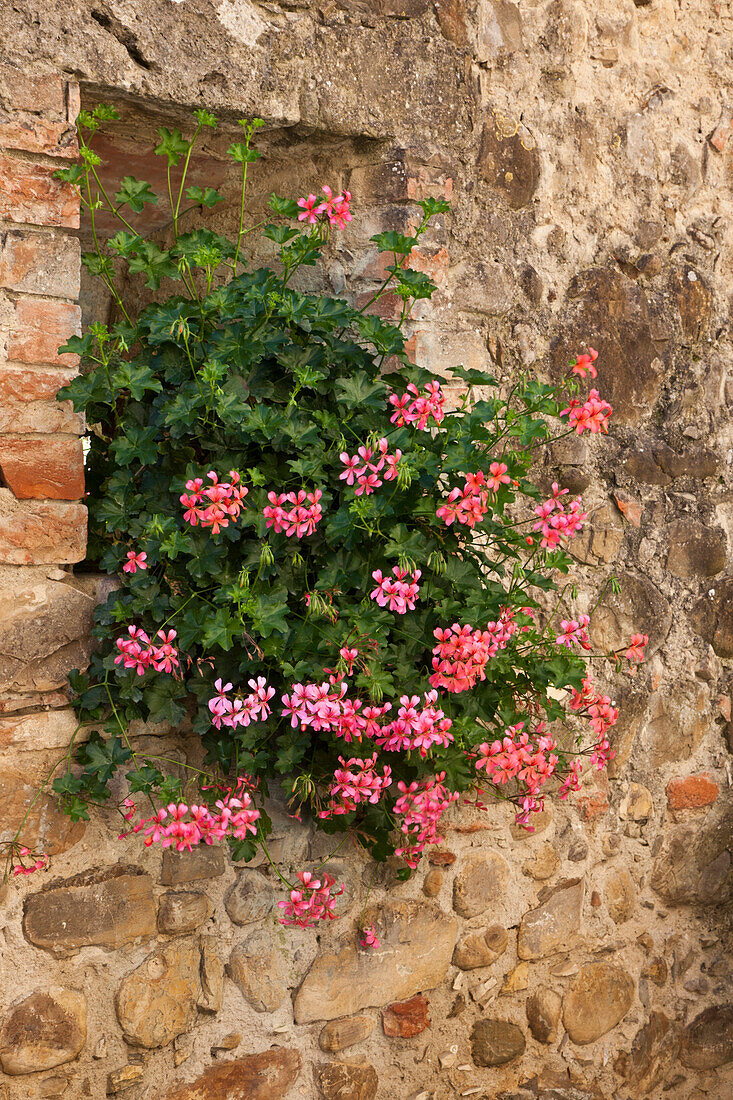 Italien, Toskana. Rosa blühende Efeugeranien in einem Fenster in der Toskana.