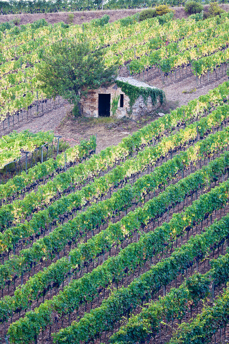 Italien, Toskana. Weinberg mit Trauben an der Rebe und kleinen Schuppen auf dem Feld.