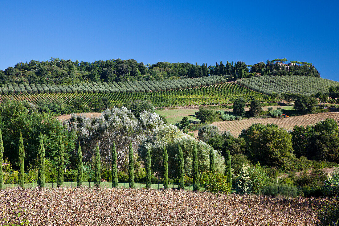 Italien, Toskana. Villa am Hang, umgeben von Olivenbäumen und Weinbergen.