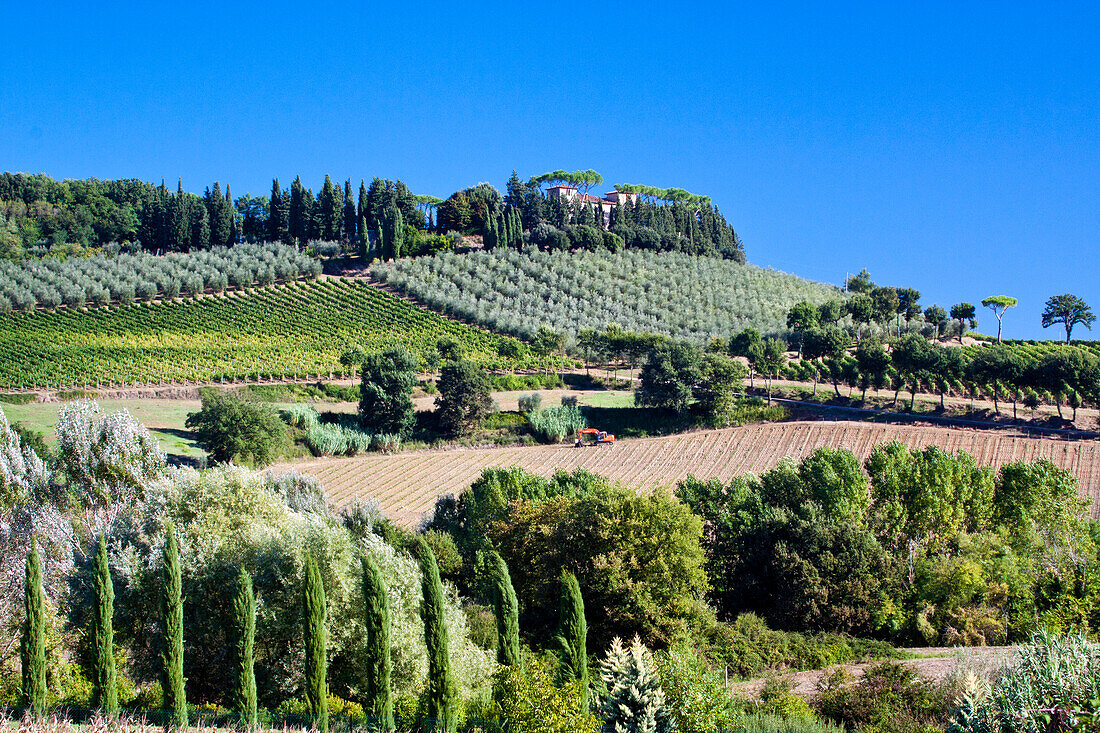 Italien, Toskana. Villa am Hang, umgeben von Olivenbäumen und Weinbergen.