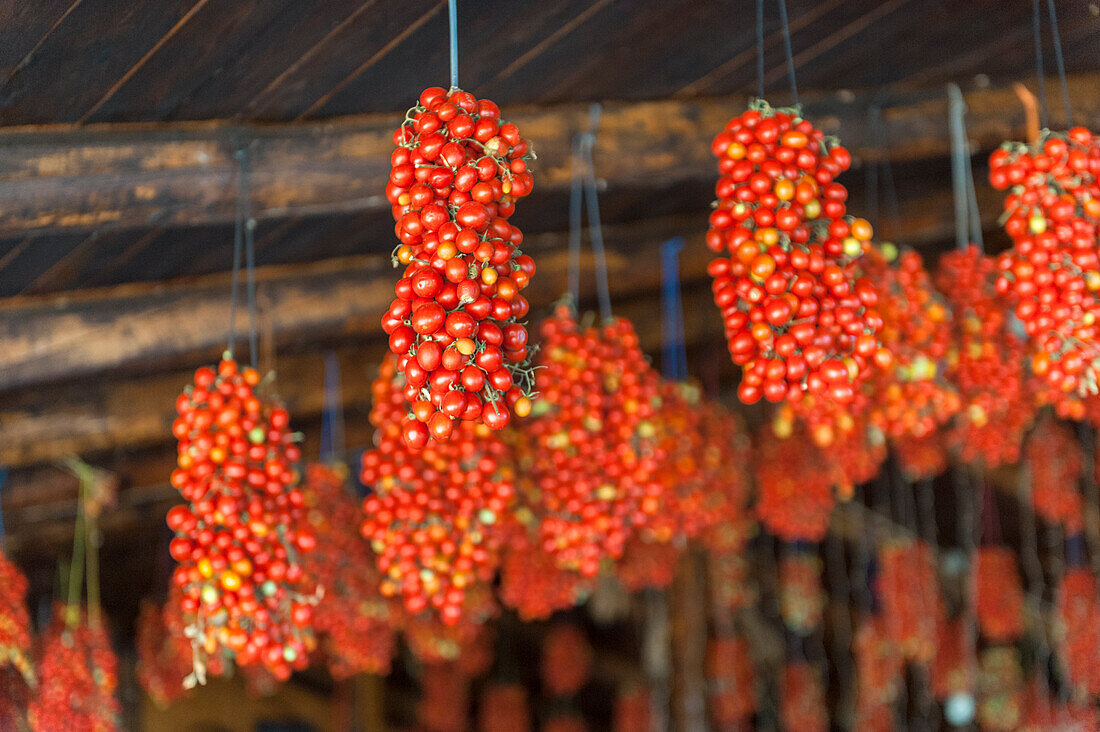 Hängende Traubentomaten, Tenuta Tannoja, Andria, Italien