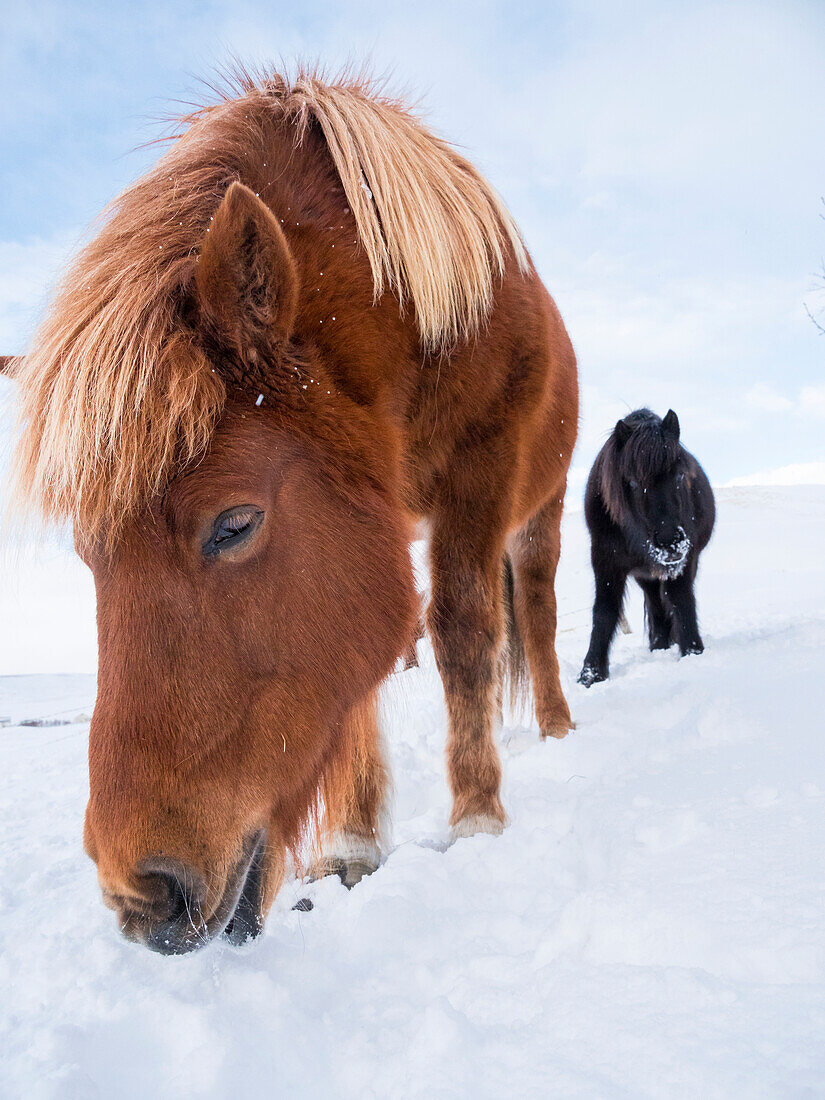 Icelandic horse in fresh snow. It is the traditional breed for Iceland and traces its origin back to the horses of the old Vikings.