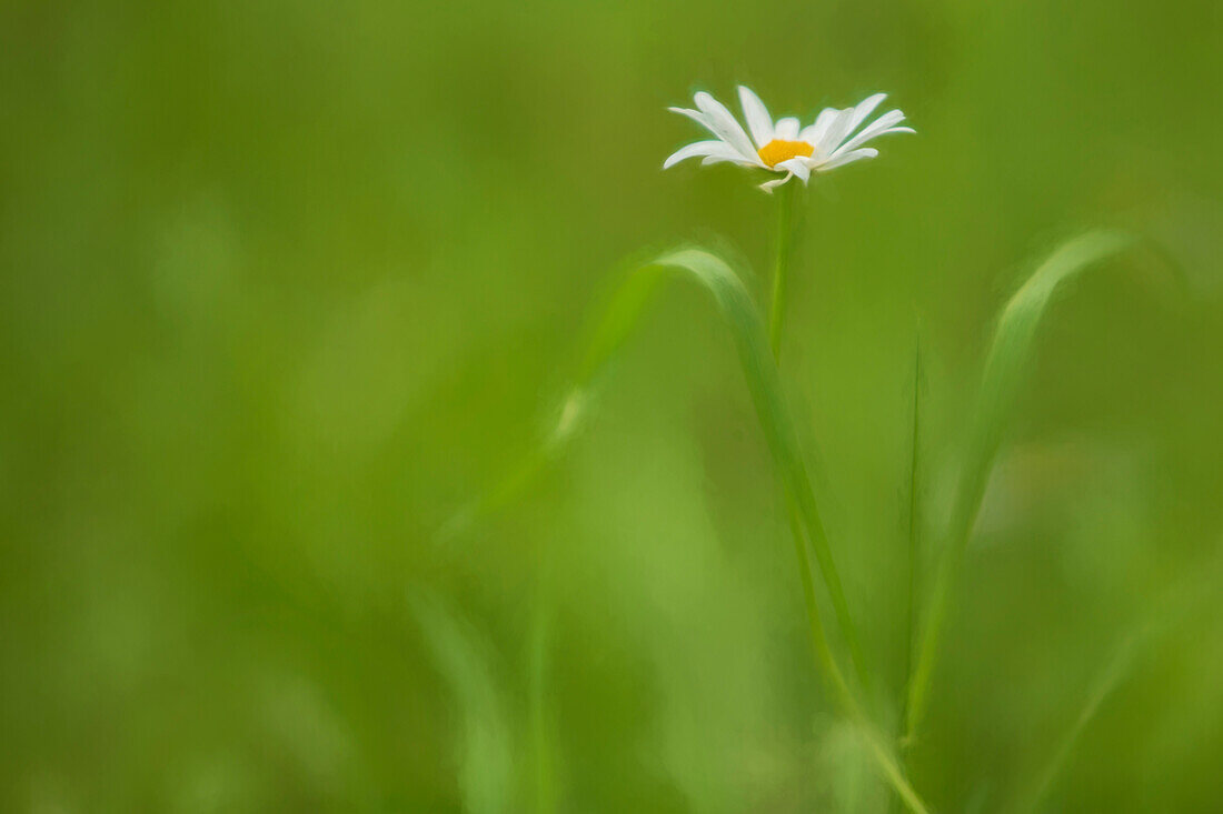 Europa, Irland. Gänseblümchen und Blätter