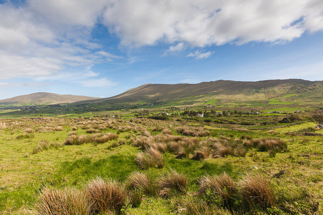 Irland, Grafschaft Cork, Beara-Halbinsel, Ring of Beara, Eyeries, Tussock-Landschaft