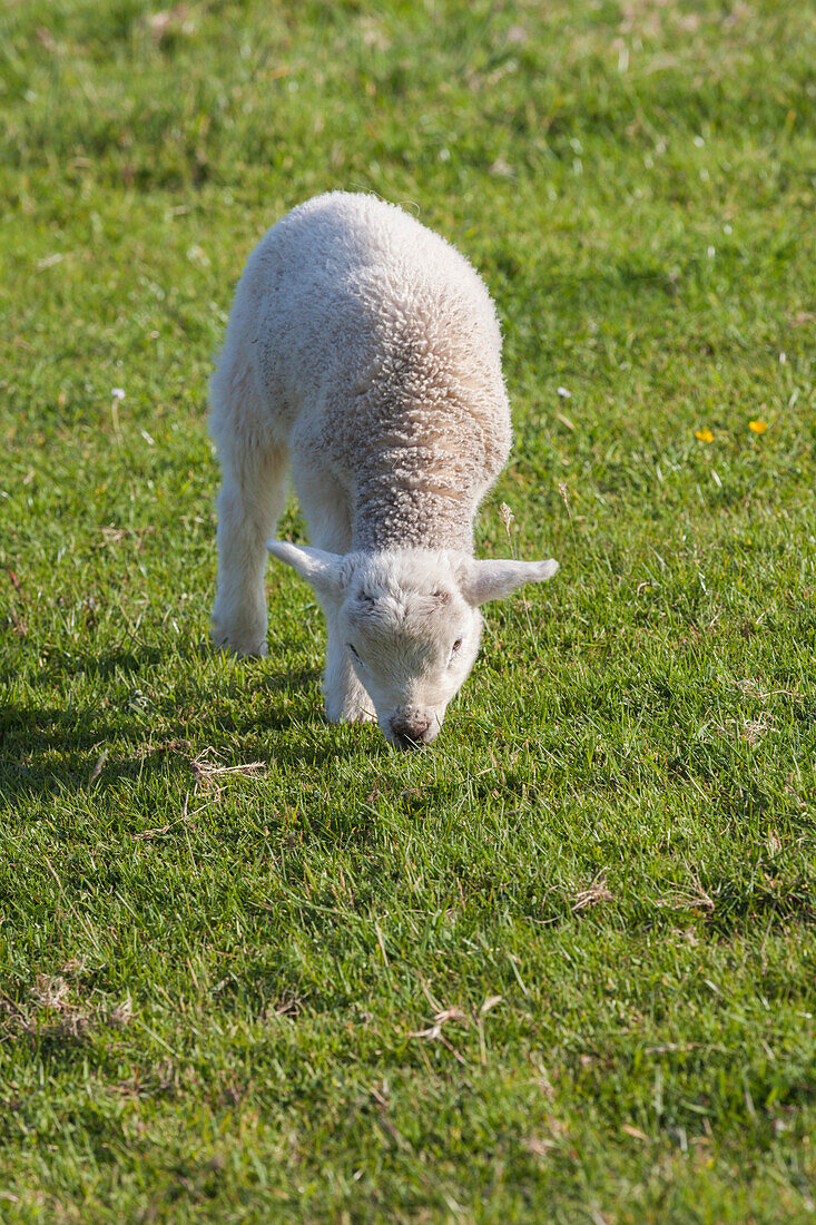 Ireland, County Kerry, Dingle Peninsula, Slea Head Drive, Slea Head, young sheep