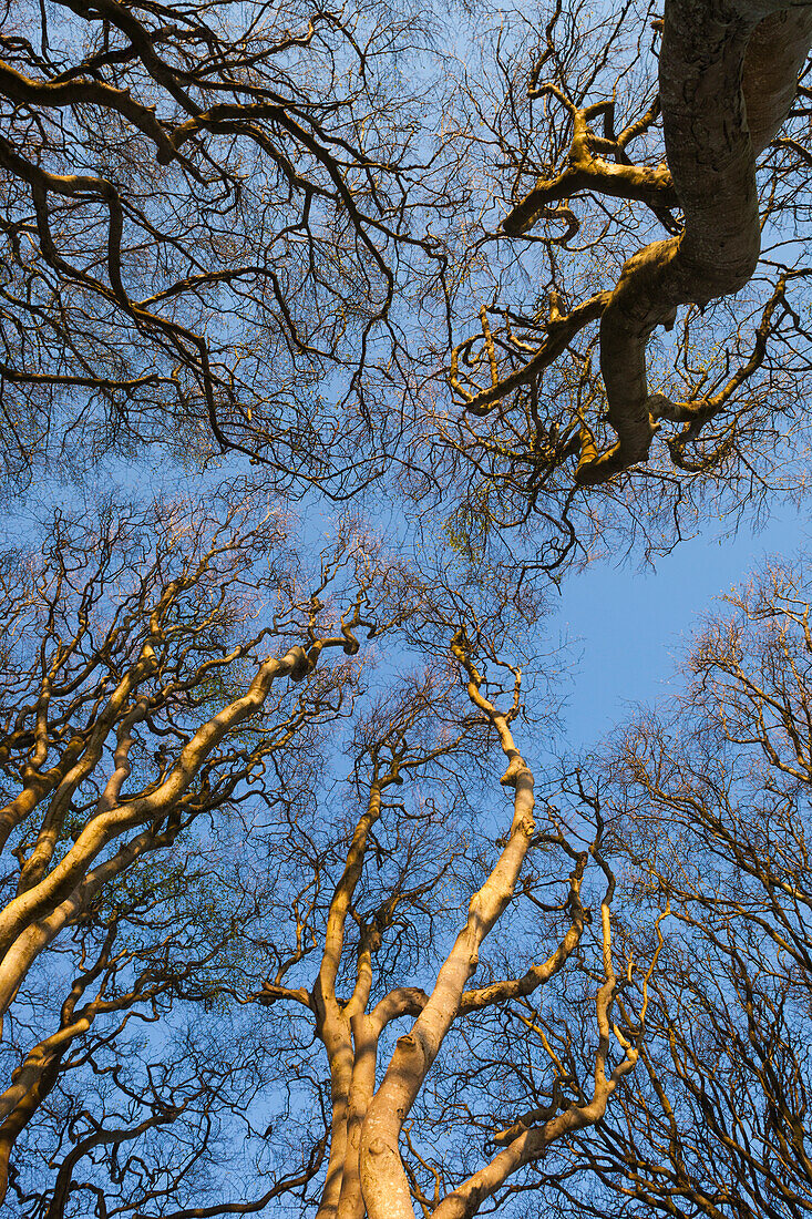 UK, Northern Ireland, County Antrim, Ballymoney, The Dark Hedges, tree-lined road at dawn