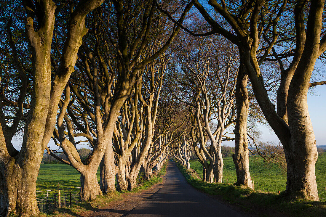 UK, Northern Ireland, County Antrim, Ballymoney, The Dark Hedges, tree-lined road at dawn