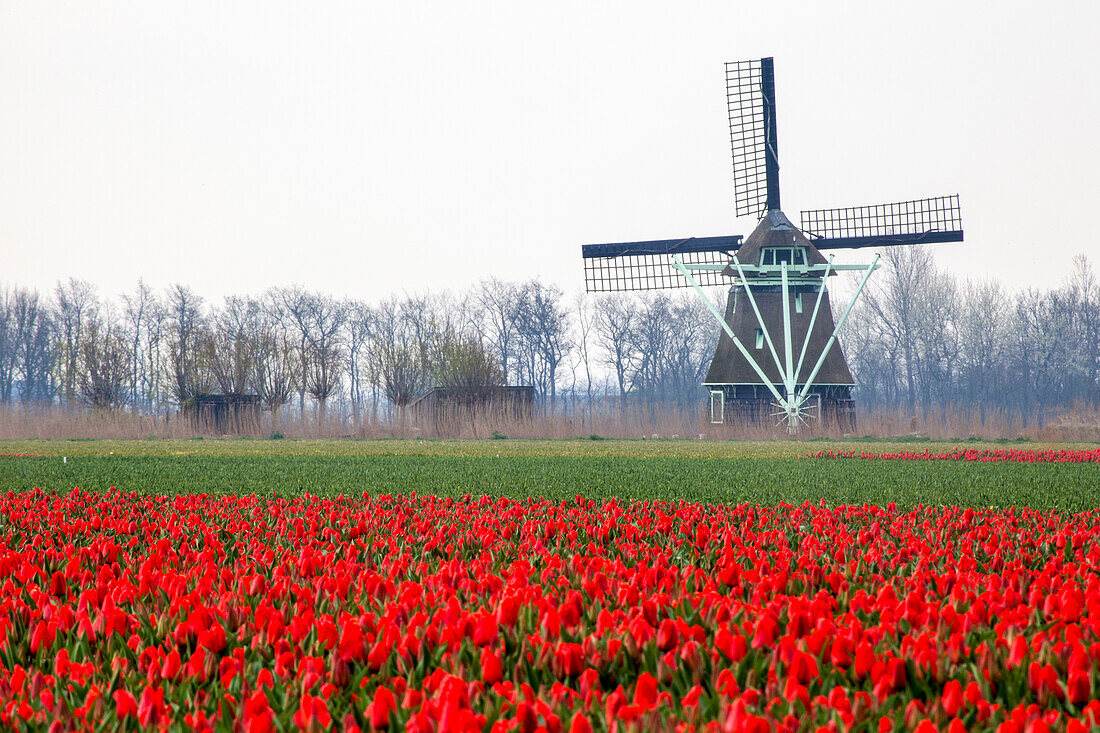 Niederlande, Alte hölzerne Windmühle in einem Feld mit roten Tulpen