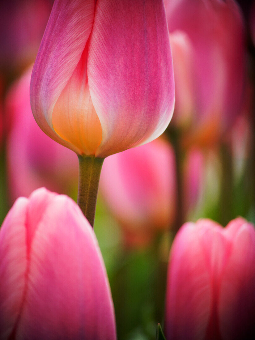 Netherlands, Macro of Colorful Tulip