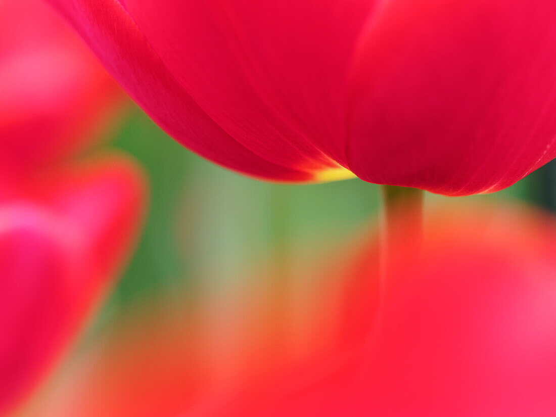 Netherlands, Macro of Colorful Tulip