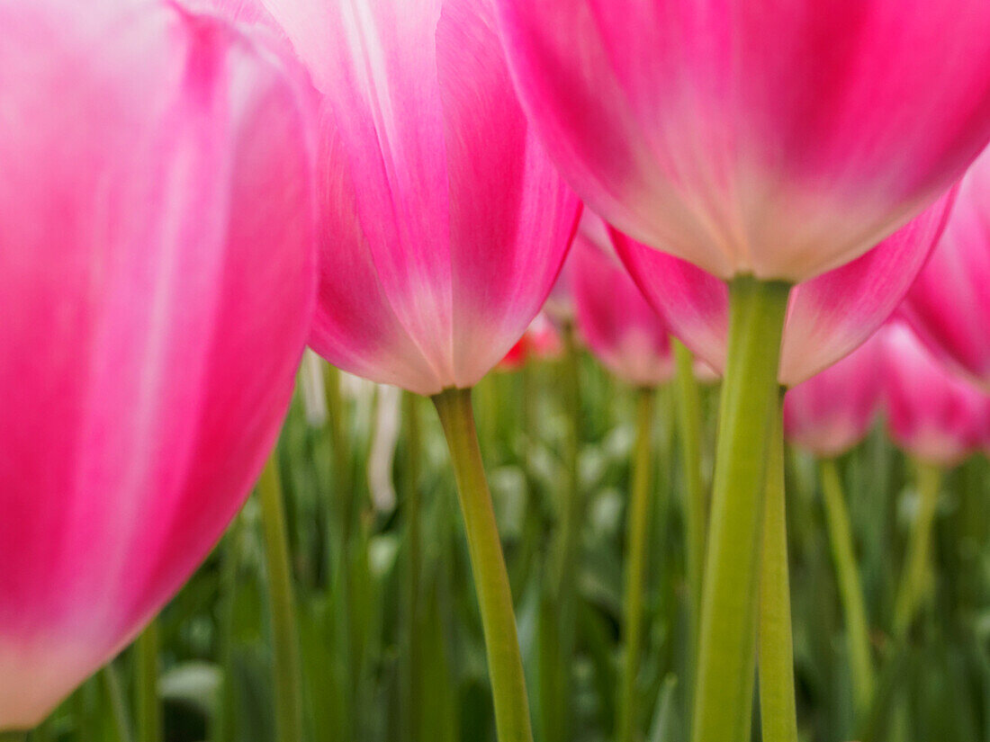 Netherlands, Macro of Colorful Tulip