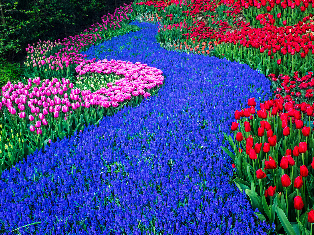 Netherlands, Lisse, Keukenhof Gardens with Tulip Blooms Surrounded by Trees