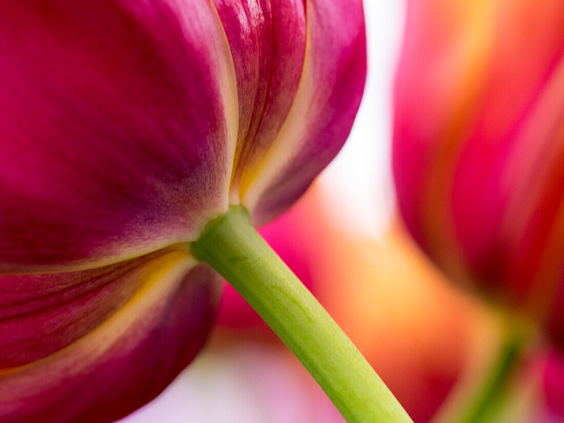 Netherlands, Lisse, Keukenhof Gardens, Tulip Close-ups with Selective Focus