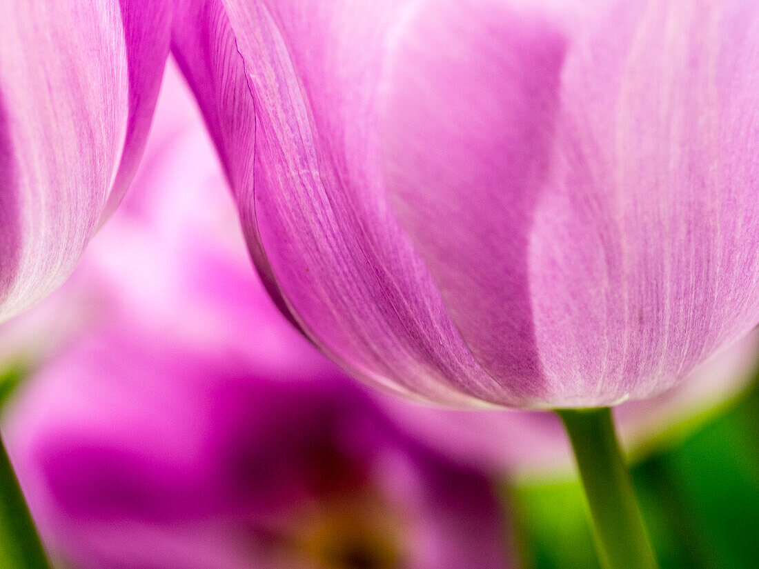 Niederlande, Lisse, Keukenhof Gärten, Tulpen-Nahaufnahmen mit selektivem Fokus