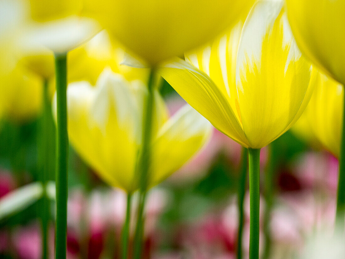 Netherlands, Lisse, Keukenhof Gardens, Tulip Close-ups with Selective Focus