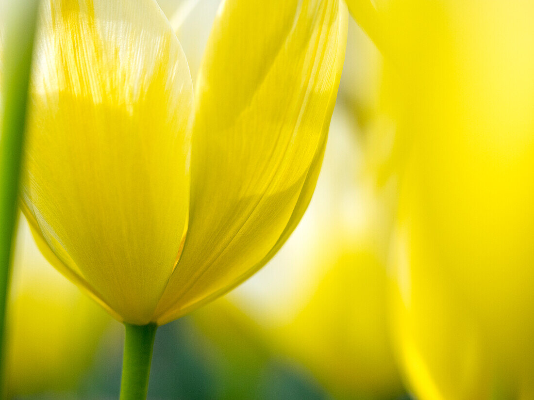 Netherlands, Lisse, Keukenhof Gardens, Tulip Close-ups with Selective Focus