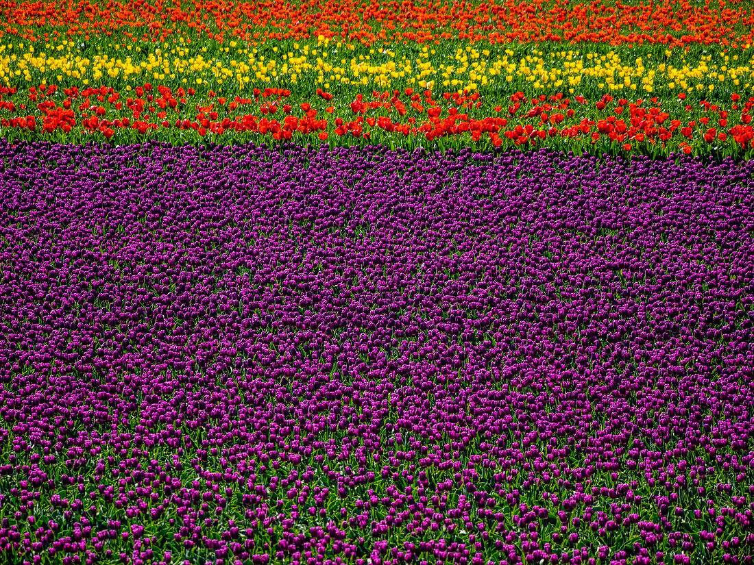 Netherlands, Kop van Noord-Holland, Tulip Flower Fields