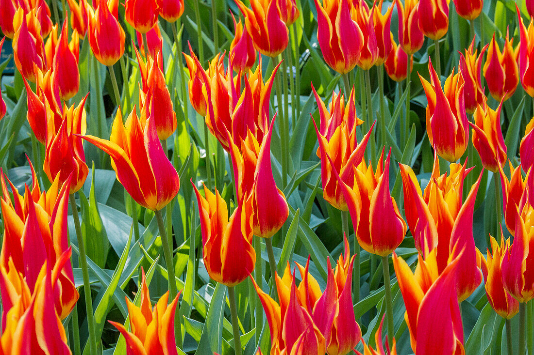 Keukenhof Gärten. Niederlande.