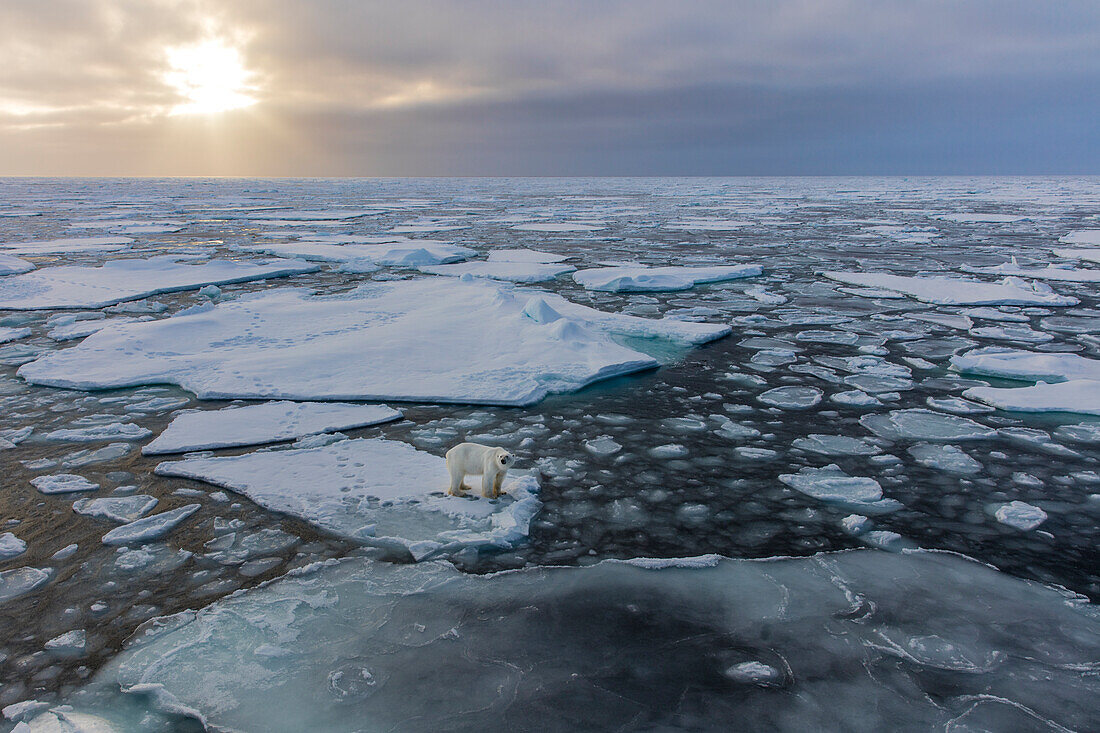 Norway, Svalbard, Spitsbergen. Polar bear on sea ice at sunset