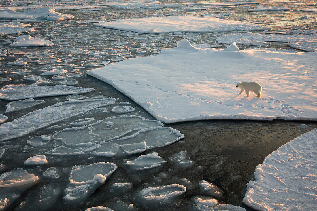 Norway, Svalbard, Spitsbergen. Polar bear on sea ice at sunrise