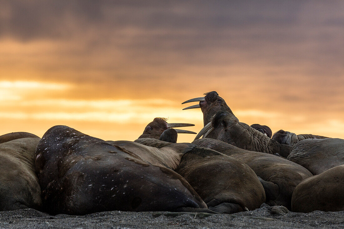 Norway, Svalbard, Wahlbergoya. Walrus on beach at sunrise