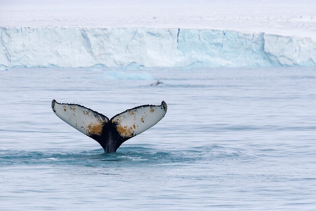 Europa, Norwegen, Svalbard. Schwanzflosse eines Buckelwals im Tauchgang