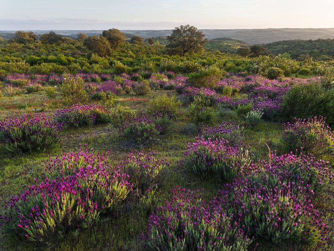 Landscape with Spanish lavender (Lavandula stoechas, French lavender, topped lavender) near Mertola in the nature reserve Parque Natural do Vale do Guadiana, Portugal, Alentejo