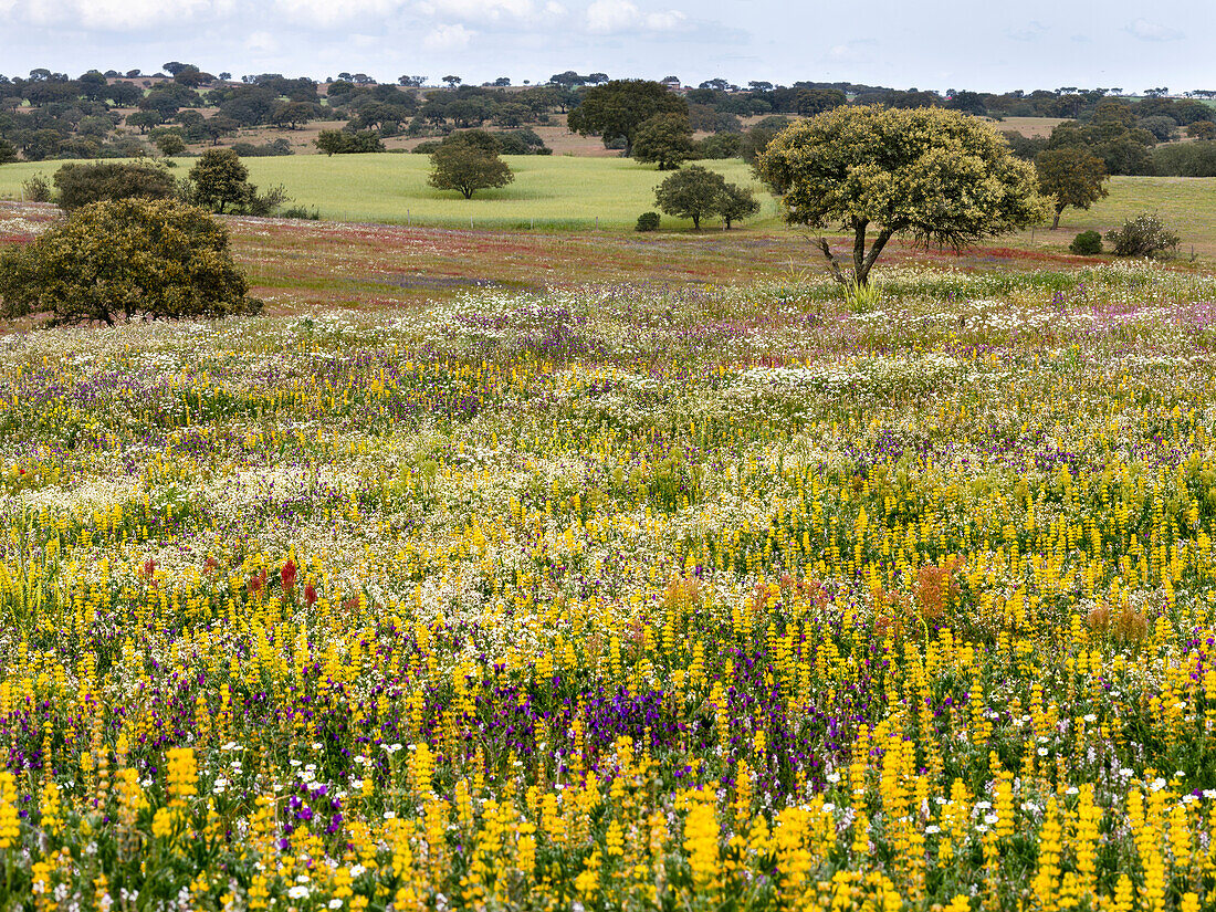 Landschaft mit Wildblumenwiese bei Mertola im Naturschutzgebiet Parque Natural do Vale do Guadiana, Portugal, Alentejo