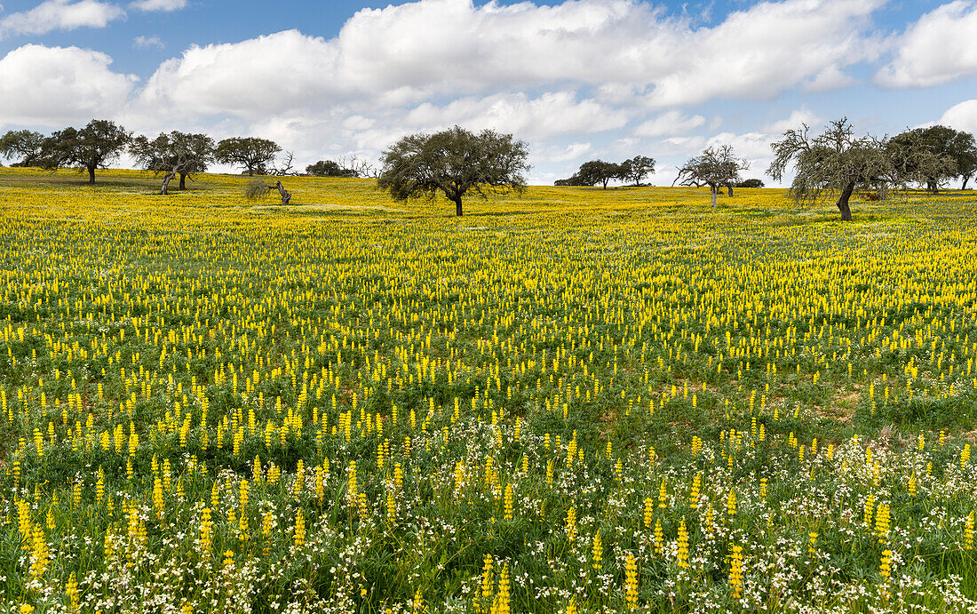 Landschaft mit Wildblumenwiese bei Mertola im Naturschutzgebiet Parque Natural do Vale do Guadiana, Portugal, Alentejo