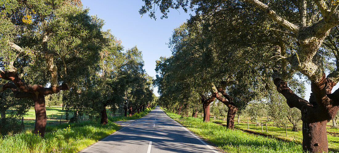 Cork oak (Quercus suber) in the Alentejo. Portugal