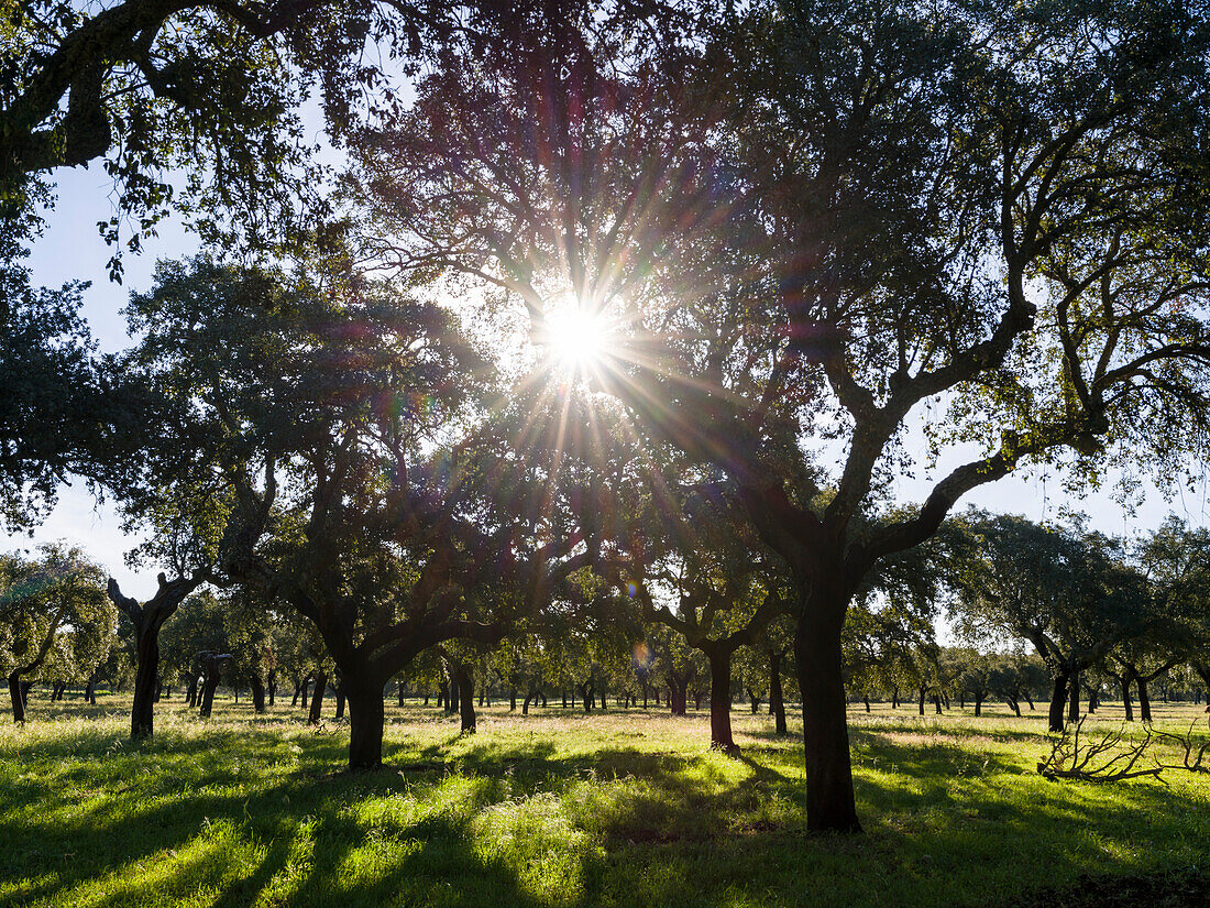 Korkeiche (Quercus suber) im Alentejo. Portugal